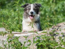 hundetrainer frankfurt Toni Asquino