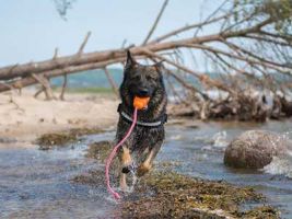 hundetrainer frankfurt Toni Asquino