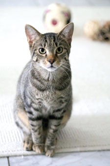 orte um katzen zu adoptieren frankfurt Frankfurter Katzenschutzverein