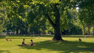 Im Brentanopark wächst die dickste Eiche von Frankfurt  Stadt Frankfurt am Main, Foto: Stefan Cop<br>