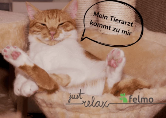 tierkliniken frankfurt felmo Mobiler Tierarzt Frankfurt