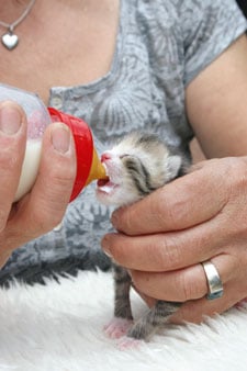 orte der haustieradoption frankfurt Frankfurter Katzenschutzverein