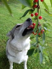 unterkunft fur hunde frankfurt Hundepension Eckenheim