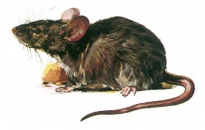 Mäuse bekämpfen durch Kammerjäger