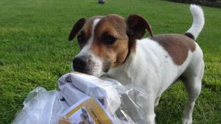 hundegeschafte frankfurt Dogiaction - Auspackpakete für Hunde