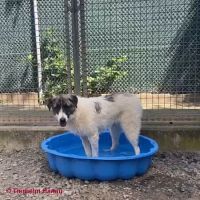 bordercollie adoptieren frankfurt Tierheim Hanau