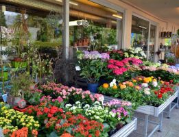 prasenzkurse im gartenbau frankfurt Gartenbau und Gärtnerei Blumen Woller