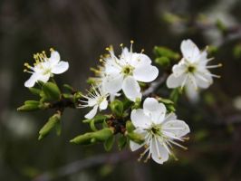 prasenzkurse im gartenbau frankfurt Gartenbau und Gärtnerei Blumen Woller