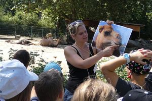 orte im sommer zu besuchen frankfurt Zoo Frankfurt