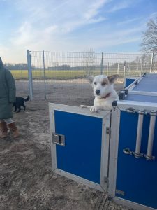 20 Hunde sind heil in Deutschland angekommen