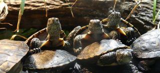 Europäische Sumpfschildkröten  Zoo Frankfurt