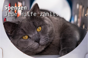 orte um katzen zu adoptieren frankfurt Tierschutzverein Schwalbach & Frankfurt West e.V.