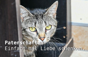 orte um katzen zu adoptieren frankfurt Tierschutzverein Schwalbach & Frankfurt West e.V.