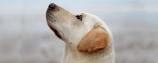 hundetrainingskurse frankfurt Boris Makar - Dogbehaviour Hundetraining