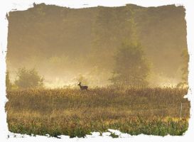 falknerei kurse frankfurt Jagdschule Hessen | Jagd & Falknerei Schünemann