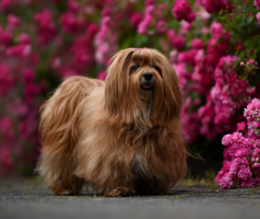 hundezuchter frankfurt Havaneserzucht P. Reinhardt in Hessen