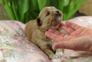 hundezuchter frankfurt Havaneserzucht P. Reinhardt in Hessen