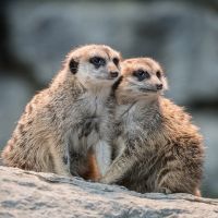 Grundlagen der Tierfotografie